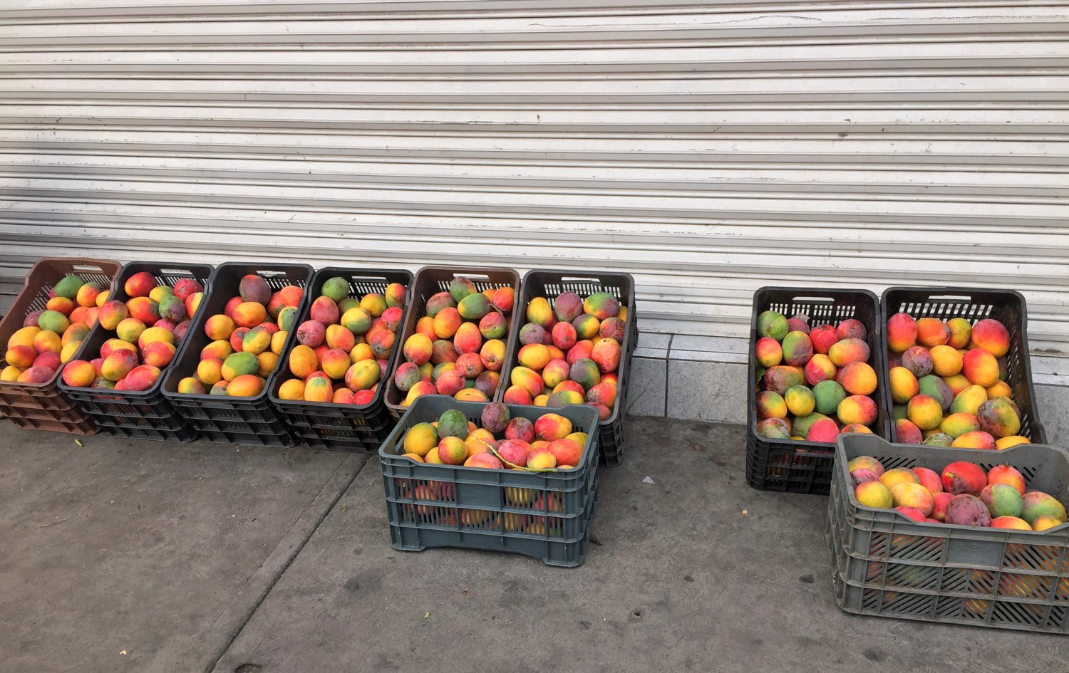 palets para el sector fruticola